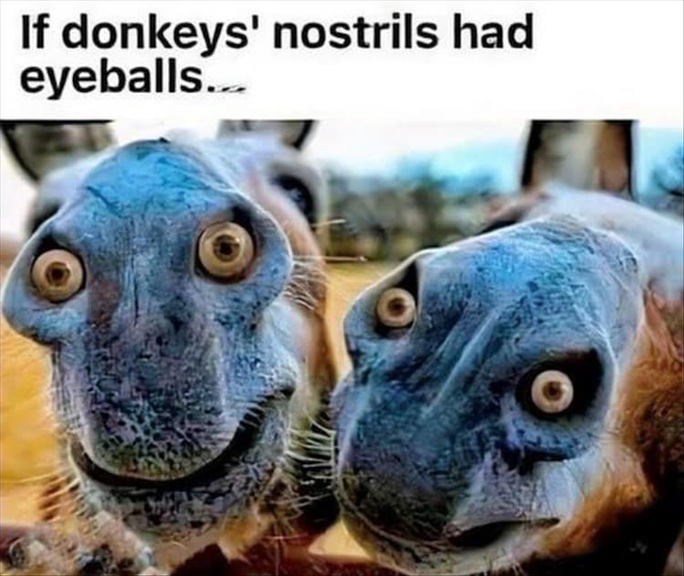 n/03385_z-memes-50-1.jpg