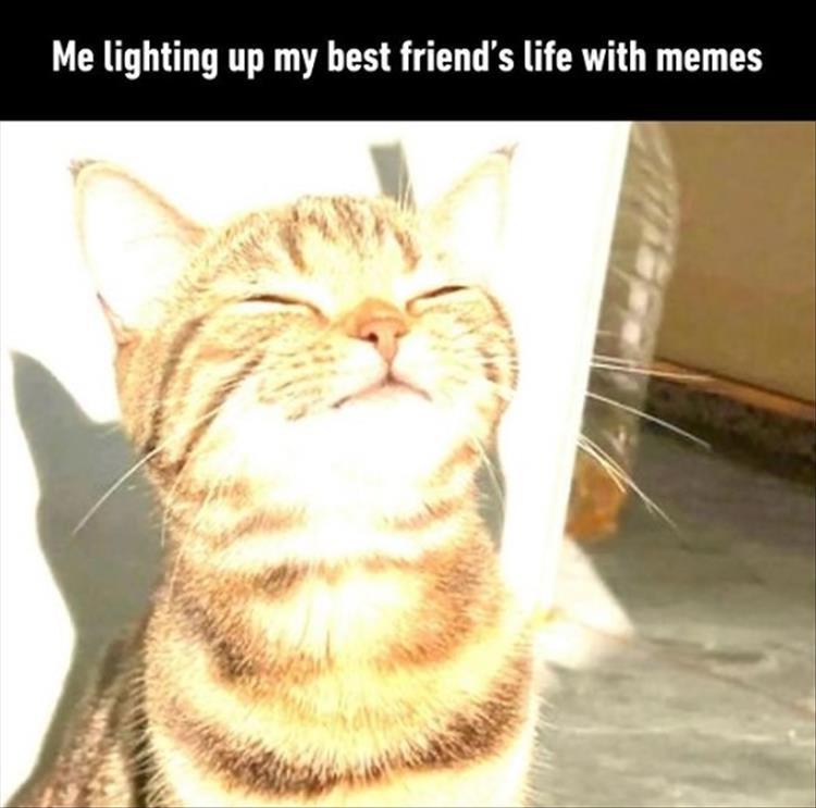 n/11267_z-memers-37.jpg