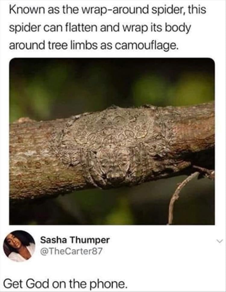 n/7be90_youre-spiders.jpg