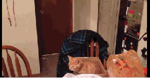 n/94d16_dv83rhq.gif