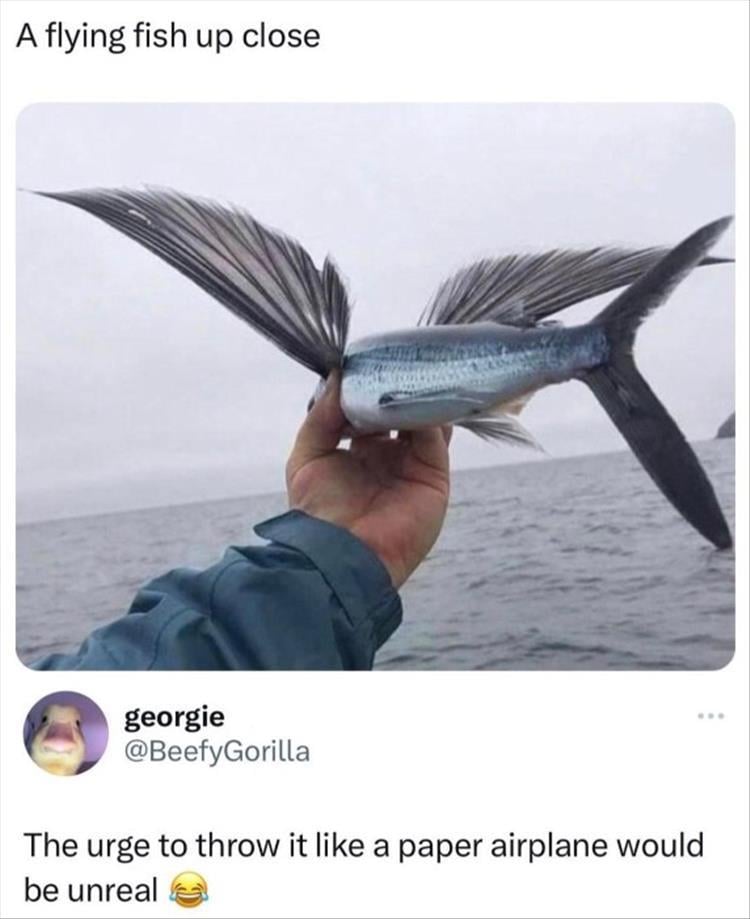 n/9bd2b_youre-fish.jpg
