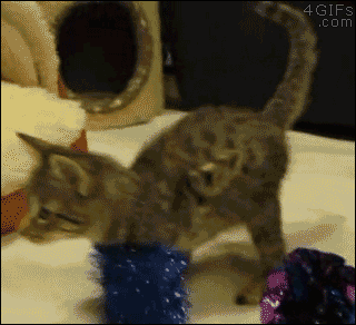 n/9fc39_lgfv9gl.gif