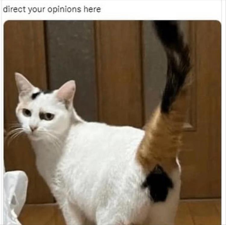 n/b440d_z-memers-5.jpg