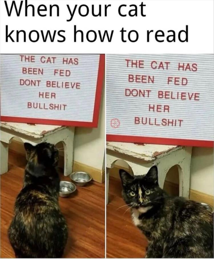 n/f17af_youre-seeing-the-cat.jpeg